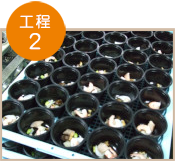 茶碗蒸し製造の流れ